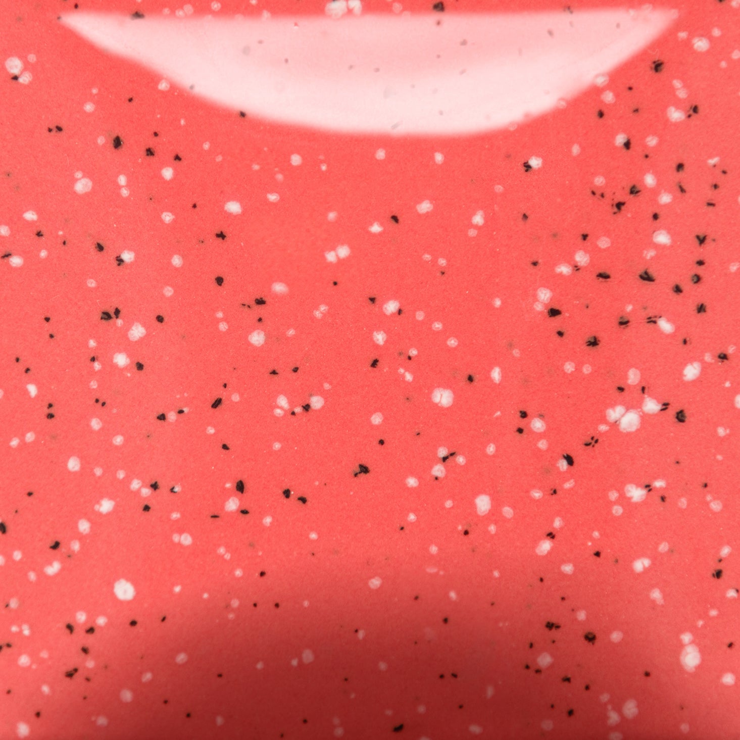 Speckled Cutie Pie Coral